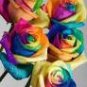 50 PCS Seeds Rarest Bright Rainbow Rose Flower