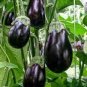 100 PCS Seeds Rarest Heirloom 'Emperor' Black Pear Eggplant Vegetable