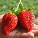 100 PCS Seeds Rarest Heirloom Super Giant Japan Red Strawberry Organic