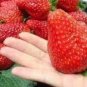 100 PCS Seeds Rarest Heirloom Super Giant Japan Red Strawberry Organic