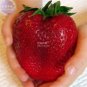 100 PCS Seeds Rarest Heirloom Super Giant Japan Red Strawberry Organic