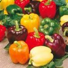 100 PCS Seeds Rarest Mixed Orange Green Red Yellow Square Sweet Pepper 100 PCS Seeds Rarest Mixed Orange Green Red Yellow Square Sweet Pepper