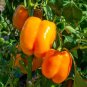 100 PCS Seeds Rarest Mixed Orange Green Red Yellow Square Sweet Pepper