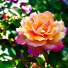 50 PCS Seeds Rarest Pink Rose Flower with Red Edge Organic