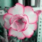 50 PCS Seeds Rarest Pink Rose Flower with Red Edge Organic