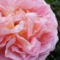 50 PCS Seeds Rarest Pink Rose Flower with Red Edge Organic