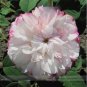 50 PCS Seeds Rarest Pink Rose Flower with Red Edge Organic