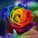 50 PCS Seeds Rarest 'Rain Rainbow' Colorful Rose Seedling Flower