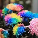 100 PCS Seeds Rarest Rainbow Chrysanthemum Flower Bonsai