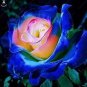 50 PCS Seeds Rarest Several Rose Shrub Seeding Seeds for Garden