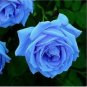 50 PCS Seeds Rarest Several Rose Shrub Seeding Seeds for Garden