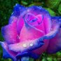 50 PCS Seeds Rarest Several Rose Shrub Seeding Seeds for Garden