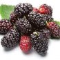 100 PCS Seeds Raspberry Seeds Big Black Mulberry Fruits