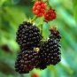 100 PCS Seeds Raspberry Seeds Big Black Mulberry Fruits