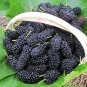 100 PCS Seeds Raspberry Seeds Big Black Mulberry Fruits