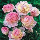 5 PCS Seeds Raspberry Sundae' Peony Tree