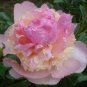 5 PCS Seeds Raspberry Sundae' Peony Tree
