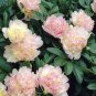 5 PCS Seeds Raspberry Sundae' Peony Tree