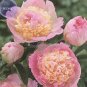 5 PCS Seeds Raspberry Sundae' Peony Tree