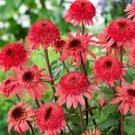 100 PCS Seeds Raspberry Truffle' Echinacea Coneflowers 100 PCS Seeds Raspberry Truffle' Echinacea Coneflowers