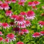 100 PCS Seeds Raspberry Truffle' Echinacea Coneflowers