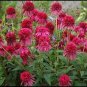 100 PCS Seeds Raspberry Truffle' Echinacea Coneflowers