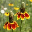 30 PCS Seeds Ratibida Coneflower Mexican Hat Columnifera Midget 30 PCS Seeds Ratibida Coneflower Mexican Hat Columnifera Midget