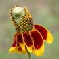 30 PCS Seeds Ratibida Coneflower Mexican Hat Columnifera Midget