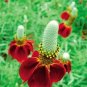 30 PCS Seeds Ratibida Coneflower Mexican Hat Columnifera Midget