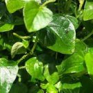 100 PCS Seeds rau cang cua peperomia pellucida Plant 100 PCS Seeds rau cang cua peperomia pellucida Plant