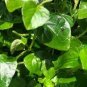 100 PCS Seeds rau cang cua peperomia pellucida Plant