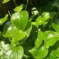 100 PCS Seeds rau cang cua peperomia pellucida Plant