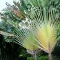 10 PCS Seeds Ravenala madagascariensis