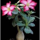 200 PCS Seeds Real Adenium Obesum semillas Mix Bonsai Desert Rose Flower 200 PCS Seeds Real Adenium Obesum semillas Mix Bonsai Desert Rose Flower