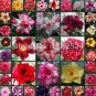 200 PCS Seeds Real Adenium Obesum semillas Mix Bonsai Desert Rose Flower