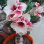 200 PCS Seeds Real Adenium Obesum semillas Mix Bonsai Desert Rose Flower