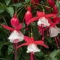 200 PCS Seeds Real Bonsai Potted Flower Home Garden Plants