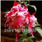 200 PCS Seeds Real Bonsai Potted Flower Home Garden Plants