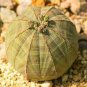 100 PCS Seeds Real Mini Euphorbia obesa Flores Perennial Plant