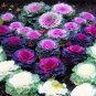 100 PCS Seeds Real New Flower Bonsai Very Easy Plant Mini Garden Flores
