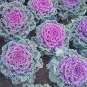 100 PCS Seeds Real New Flower Bonsai Very Easy Plant Mini Garden Flores