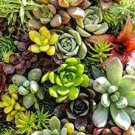 200 PCS Seeds Real Rare Succulent Bonsai Perennial Angiosperm Plants