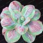 200 PCS Seeds Real Rare Succulent Bonsai Perennial Angiosperm Plants