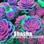 200 PCS Seeds Real Rare Succulent Bonsai Perennial Angiosperm Plants