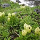 30 PCS Seeds Real Saussurea involucrata semillas Flower Plant Sementes 30 PCS Seeds Real Saussurea involucrata semillas Flower Plant Sementes