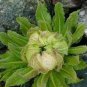 30 PCS Seeds Real Saussurea involucrata semillas Flower Plant Sementes