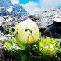 30 PCS Seeds Real Saussurea involucrata semillas Flower Plant Sementes