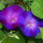 50 PCS Seeds Rebecca Purple Morning Glory
