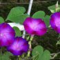 50 PCS Seeds Rebecca Purple Morning Glory