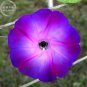 50 PCS Seeds Rebecca Purple Morning Glory